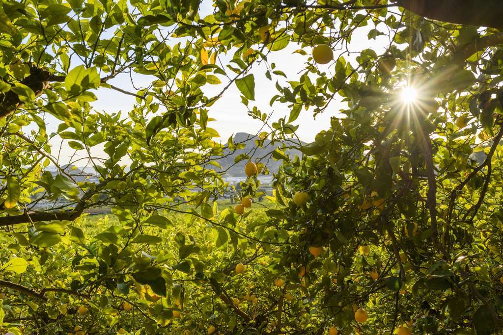 Limon ecologico 2
