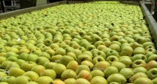Manzanas piscina (Foto Afrucat)