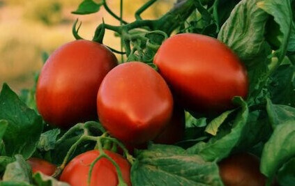 Tomate planta (Foto UPA UCE Extremadura)