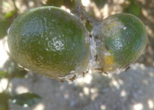 Cotonet cítricos (Foto AVA Asaja)
