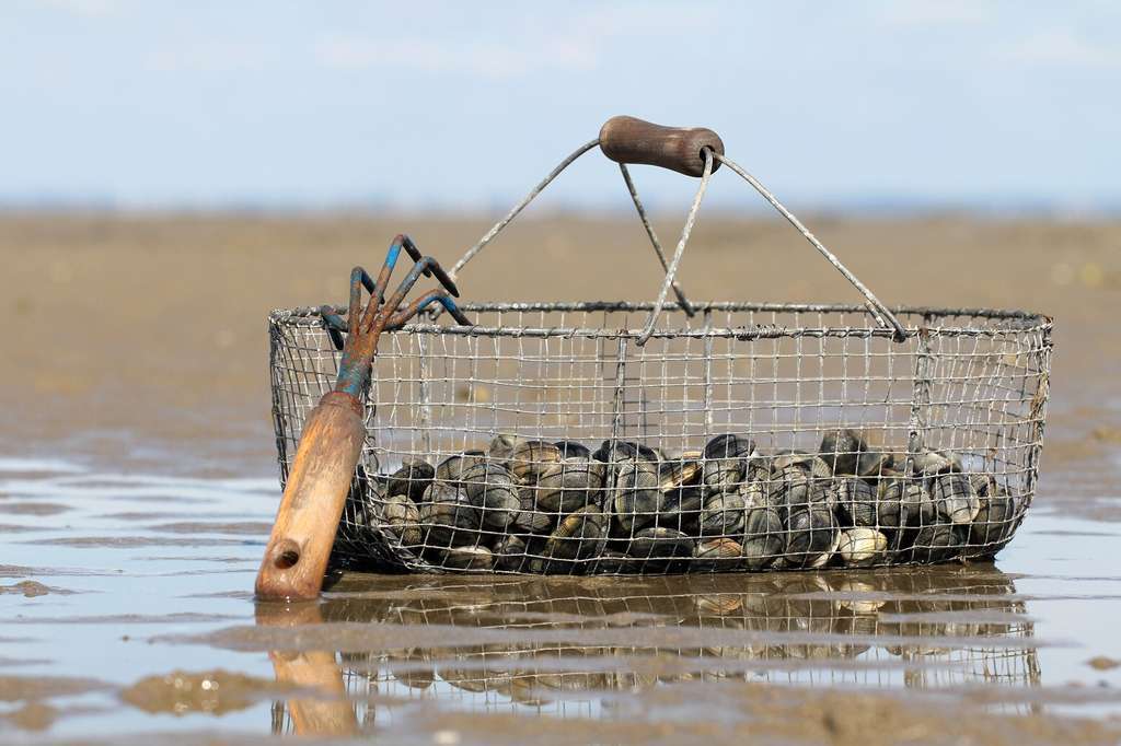 Marisqueo a pie cesta