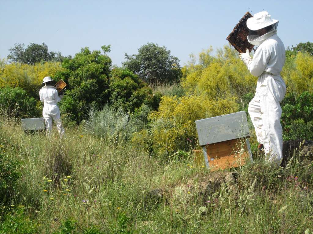 Apicultores
