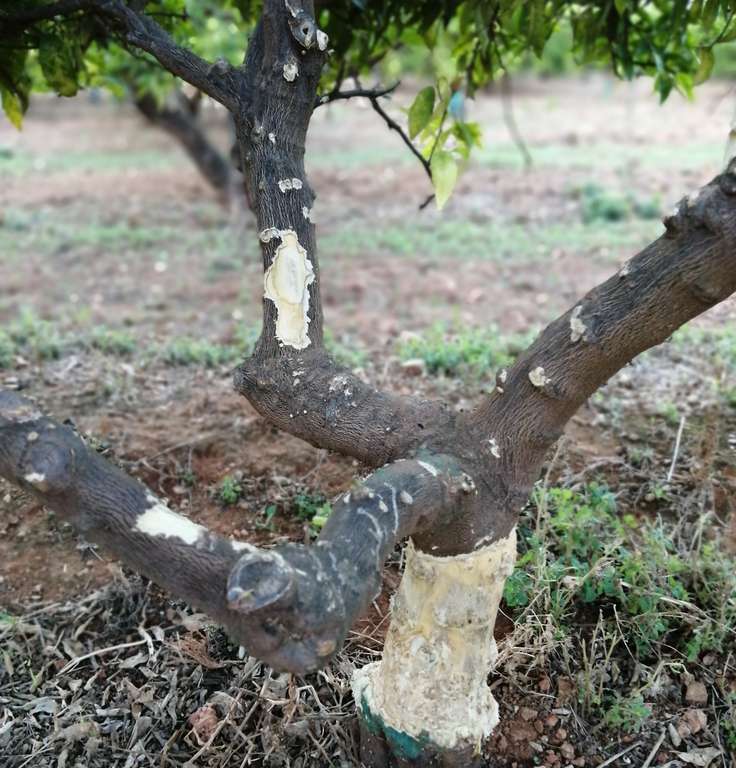 Daños en cítricos por conejos (Foto La Unió)