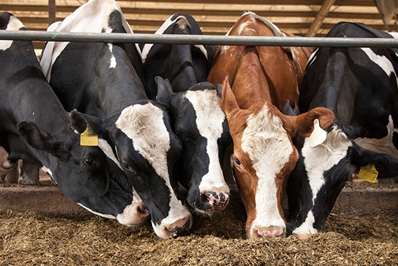 Alltech.com dairy homepage Ganado vacuno (Foto Agaprol)