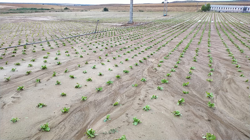 Daños DANA gota fría ept 2021 hortícolas (Foto Asaja Toledo)