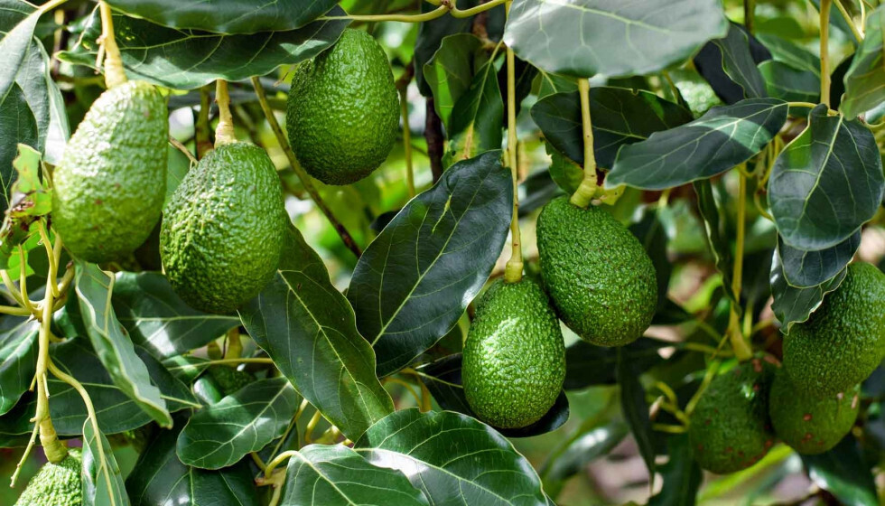 Cultivo aguacate (Foto Asoc Española de Frutas Tropicales)