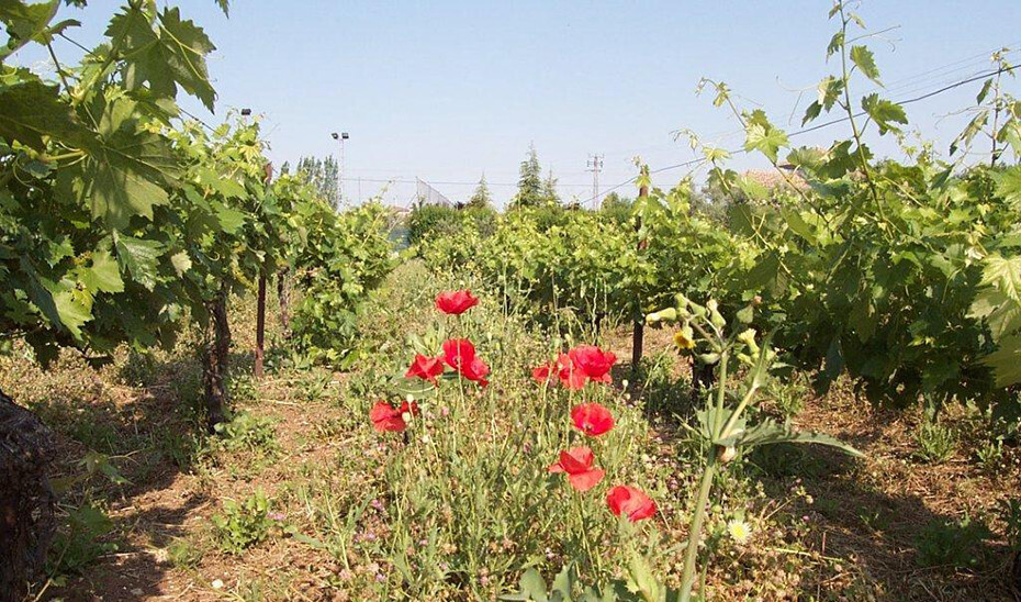 Huerta Ecologica (Foto Junta de Andalucía)