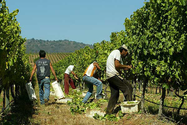 Temporeros jornaleros trabajadores (Foto UGT FICA)