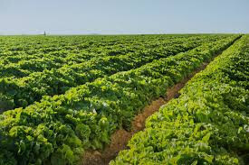 Campo Cultivo Florette (Foto Florette)