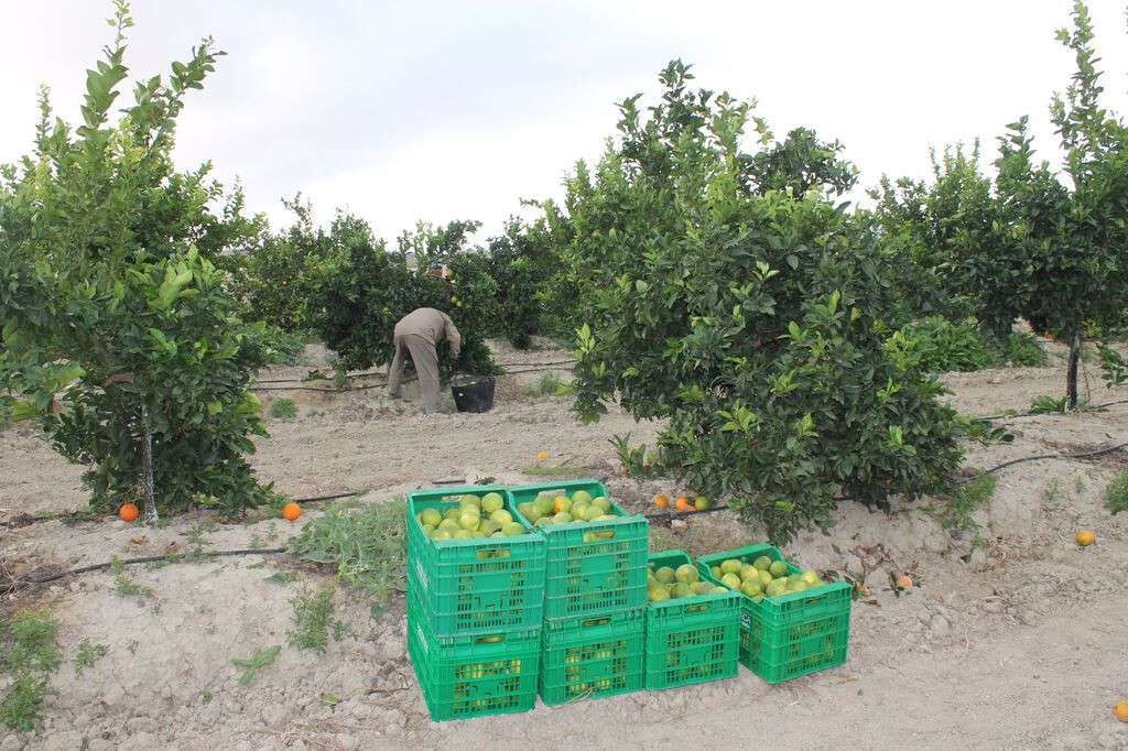 Recogida cosecha limón limones jornaleros (Foto Asaja Alicante)