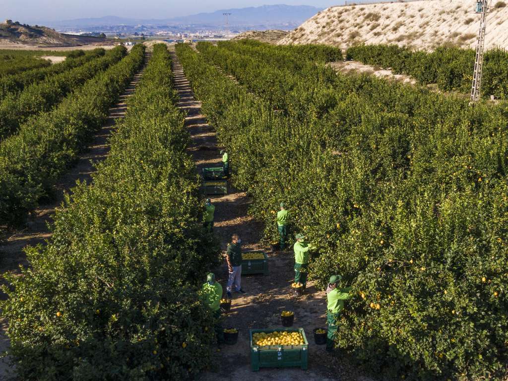 Recogida limones campo limón jornaleros (Foto Ailimpo)