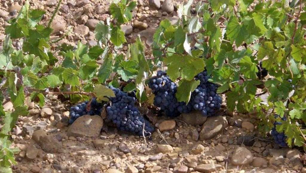 Viñedo variedad prieto picudo (Foto Univ León)