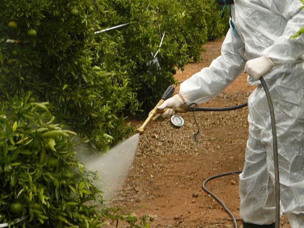 Tratamiento aceite parafínico cotonet (Foto Generalitat valenciana)
