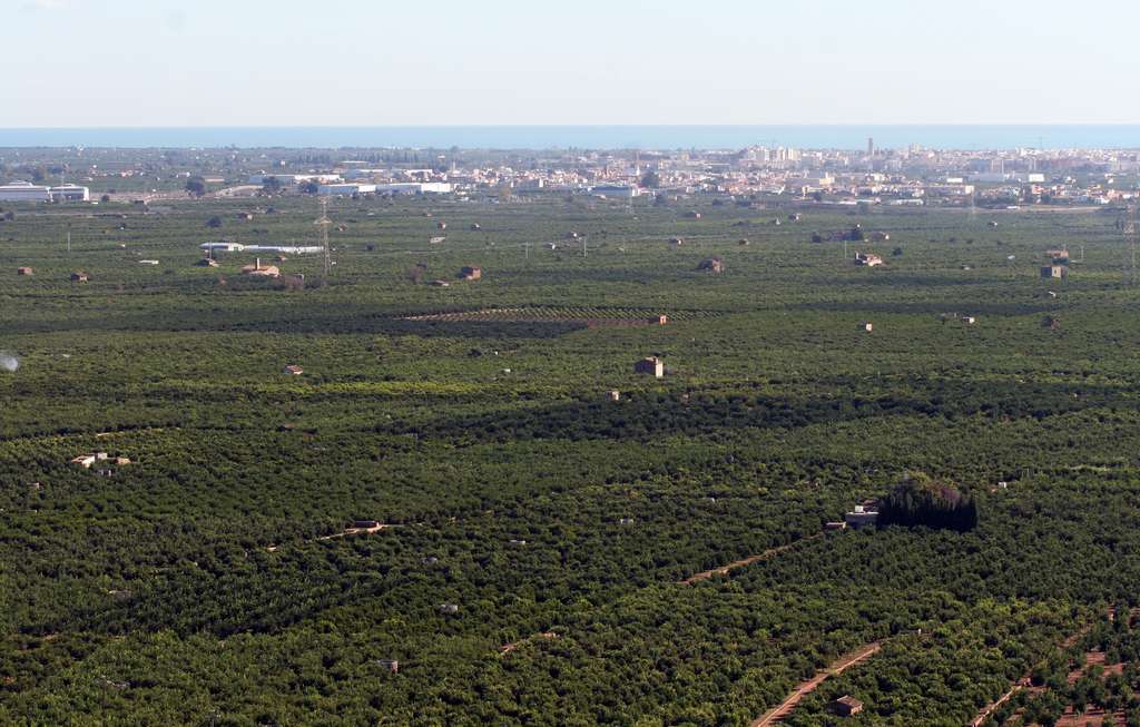 Cultivo frutales parcelas huertos fincas (Foto Generalitat Valenciana)