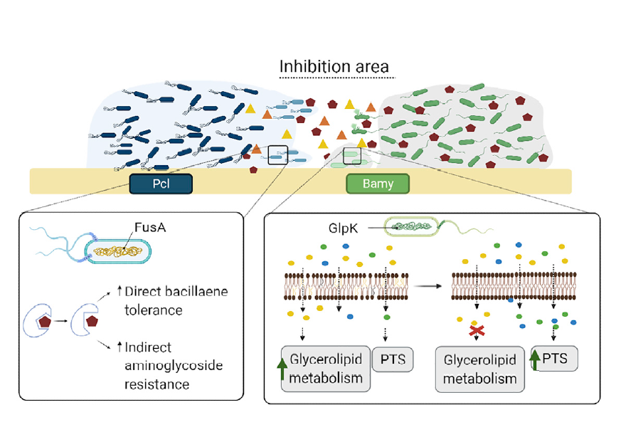 Bacterias Beneficiosas Cultivos (Foto IHSM La Mayora CSIC)