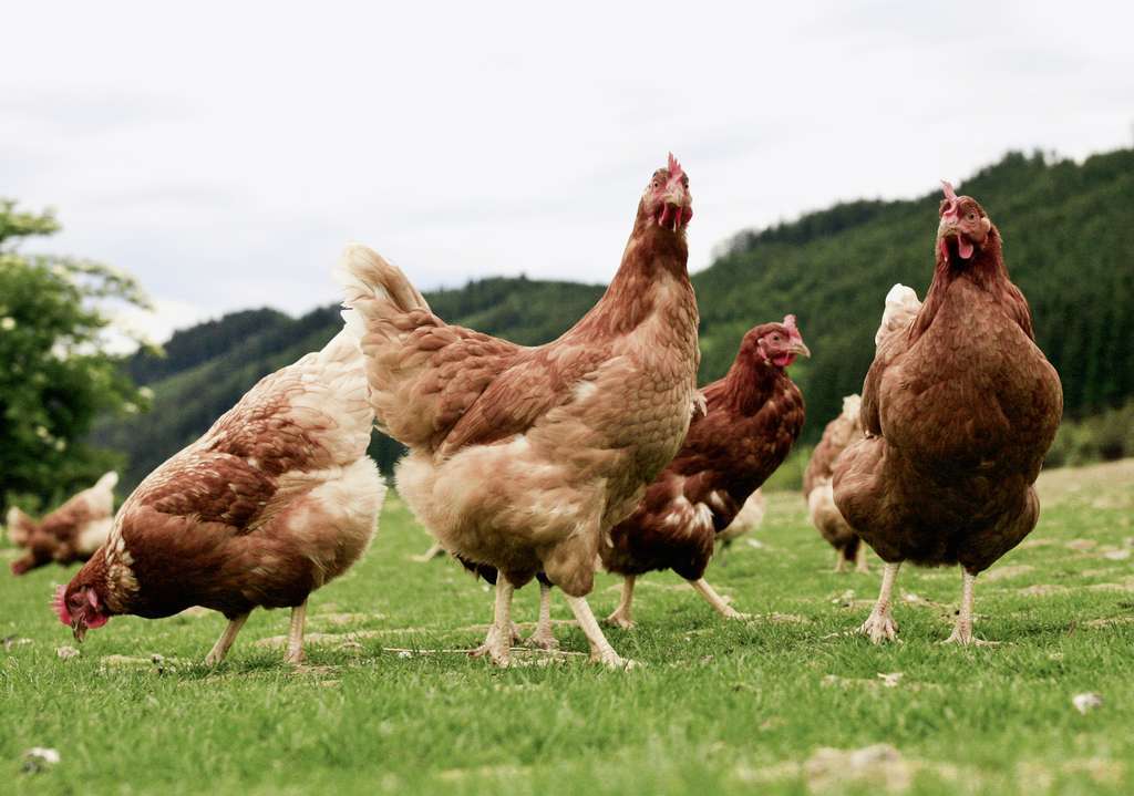 Gallinas hierba (Foto MAPA)