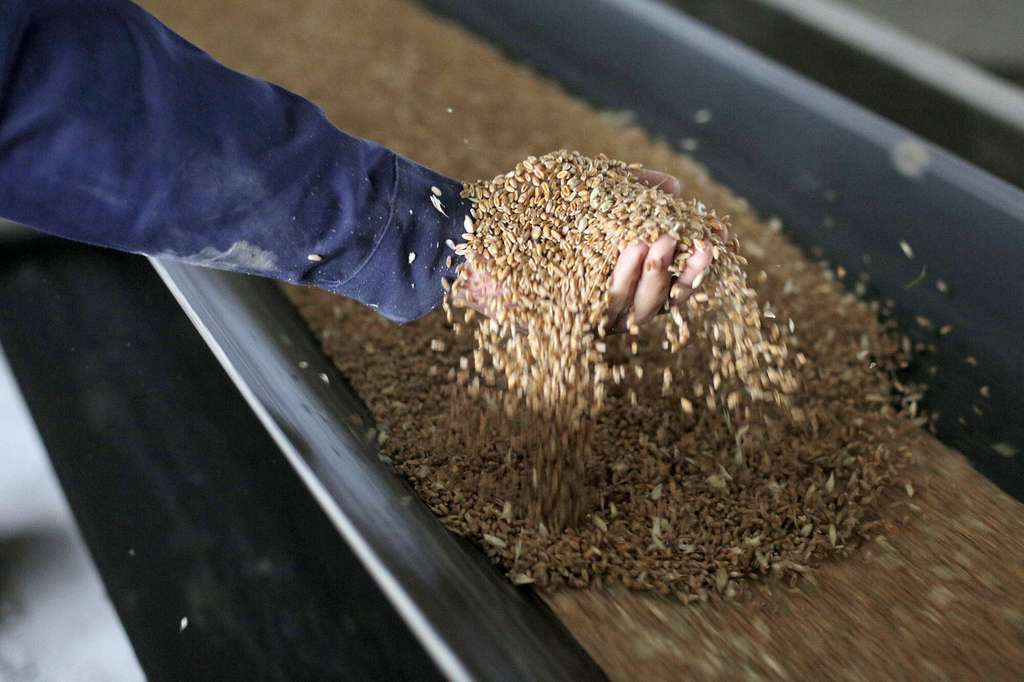 Cereales (Foto Anatolii Stepanov FAO)
