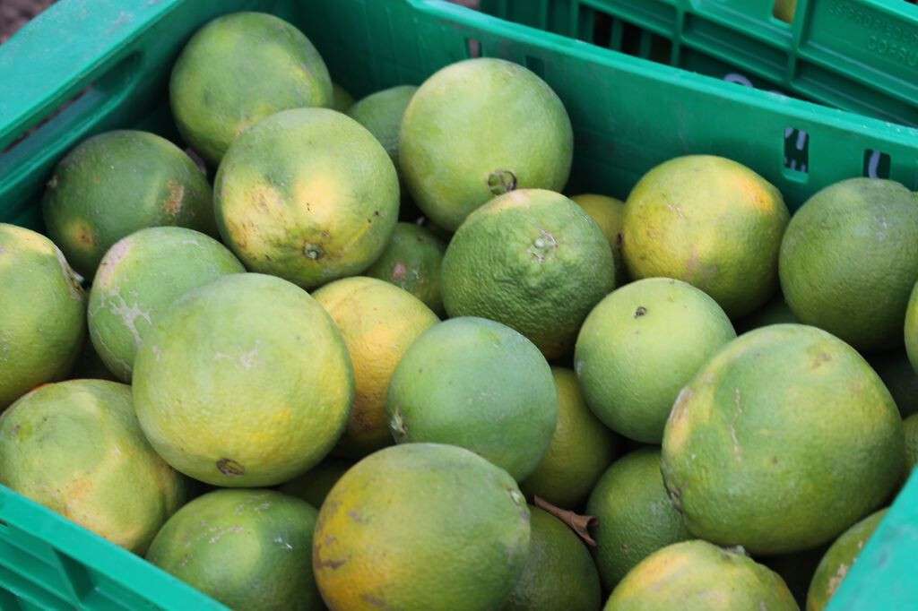 Caja limones limón (Foto Asaja Alicante)