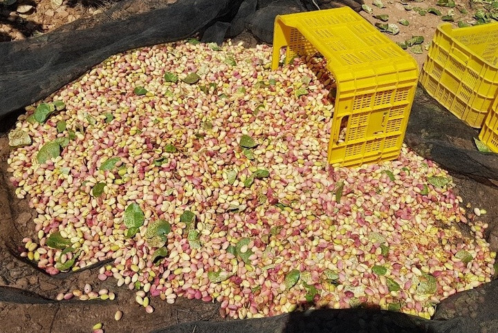 Recolección pistacho (Foto SFTT CARM)