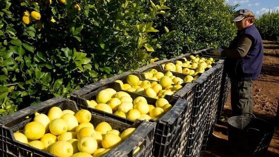 Limones de Murcia (Foto Asaja Murcia)