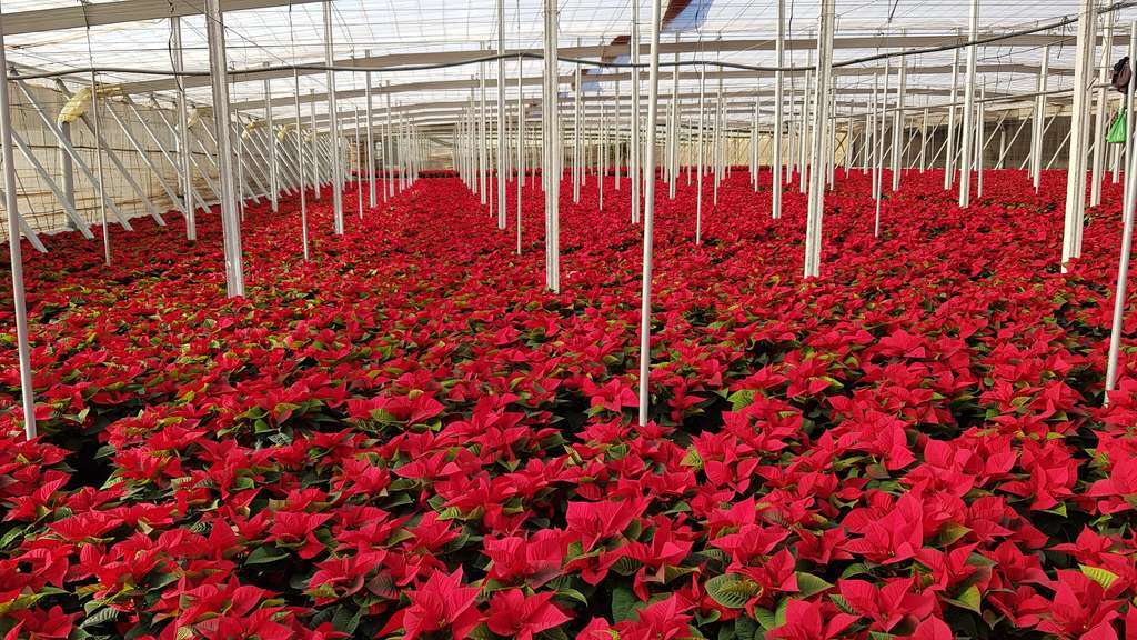 Poinsettia flor de Pascua vivero (Foto Fepex)