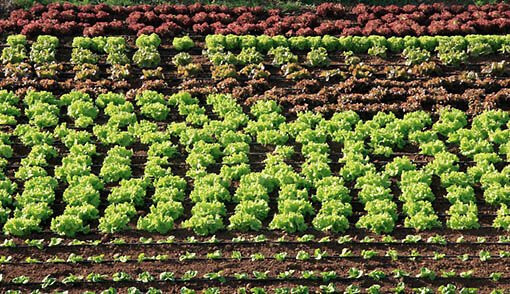 Agricultura ecológica (Foto MAPA)