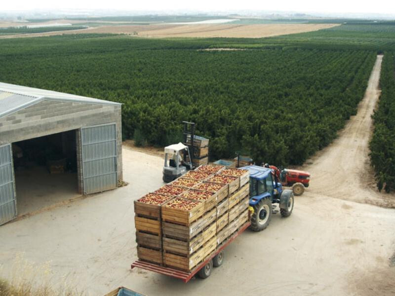 Recolección cosecha (Foto Fepex)