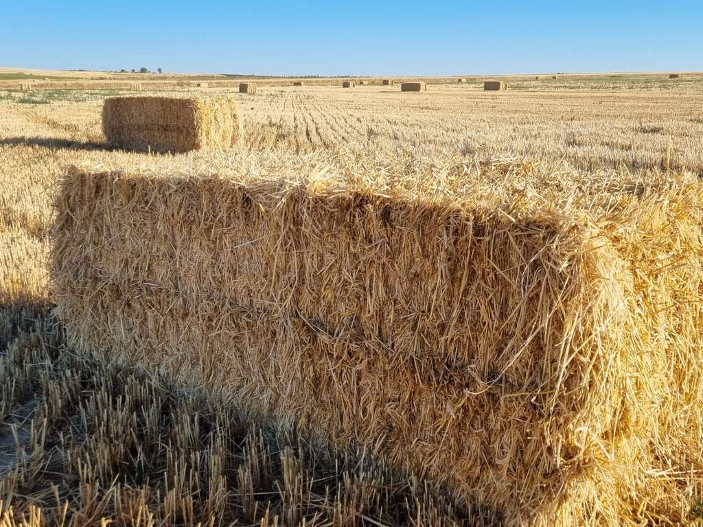 Alpacas balas de paja pienso ganado (Foto MAPA)