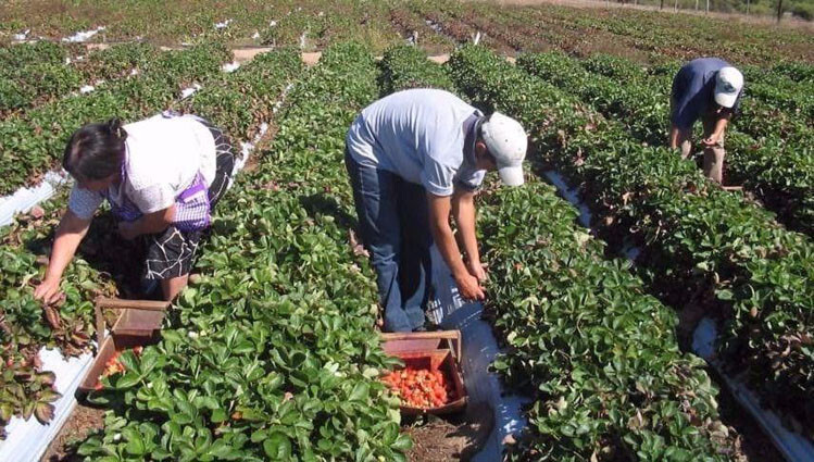 Temporalidad campo jornaleros (Foto UGT FICA)
