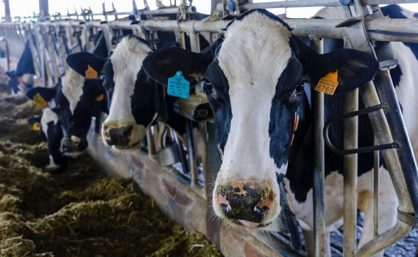 Ganado vacuno frisonas (Foto Consejo de Colegios Veterinarios)