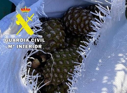Intervenciu00f3n piu00f1as piu00f1ones (Foto Guardia Civil Burgos)