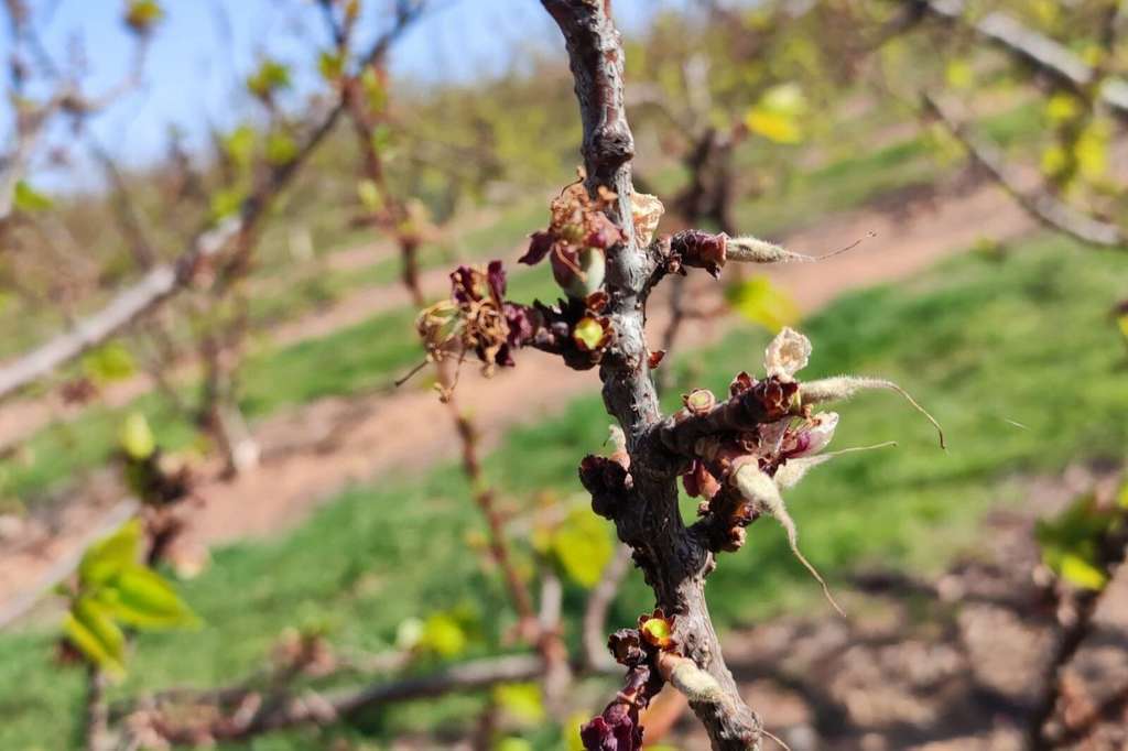 Daños helada albaricoque (Foto Agroseguro)
