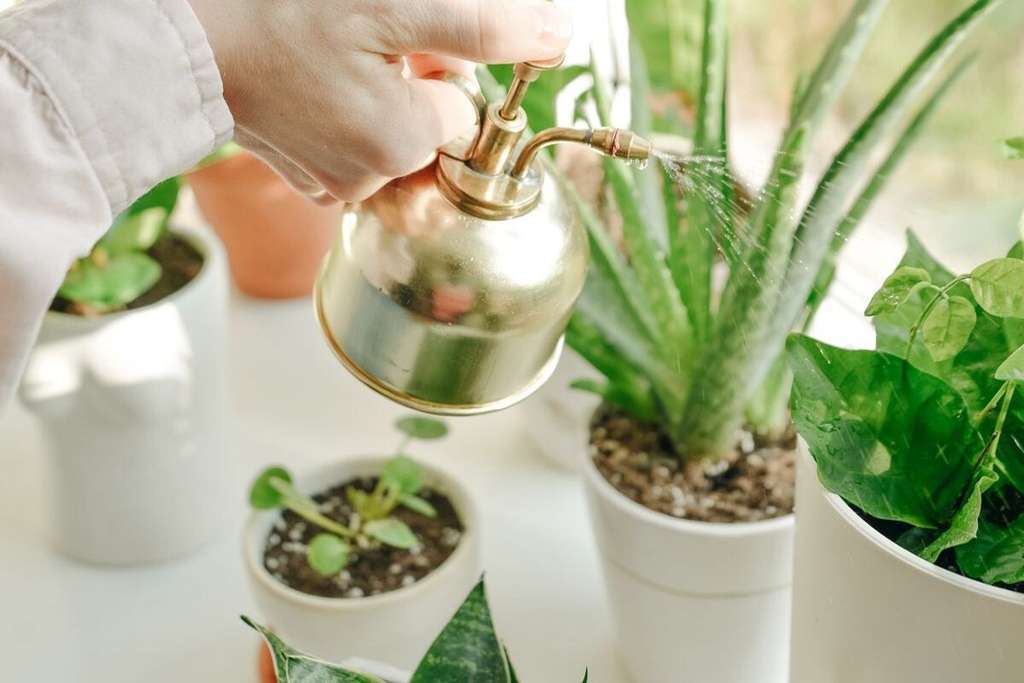 Aloe Vera y otras plantas suculentas riego (Foto Fepex)