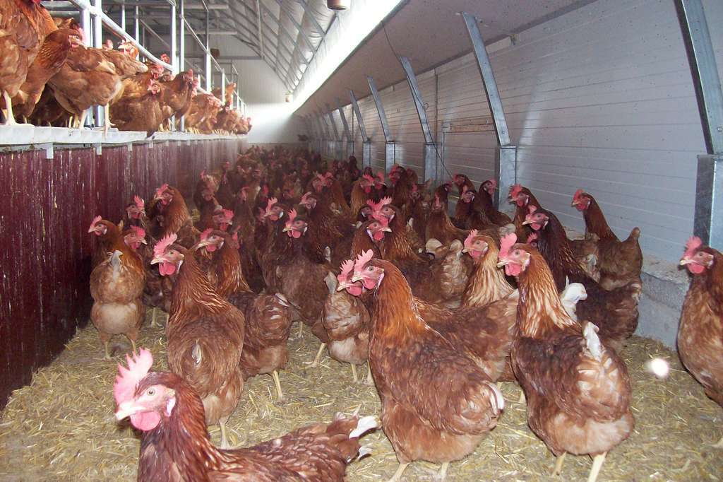 Granja avícola (Foto JARC)