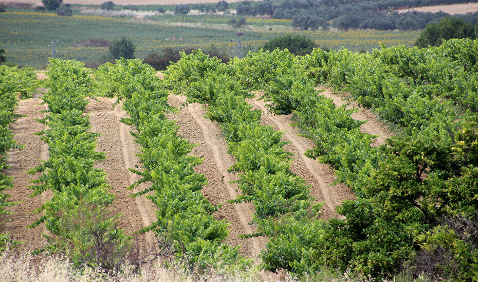 Viñedos Condado Huelva linde Parque Natural Doñana (Foto Junta de Andalucía)