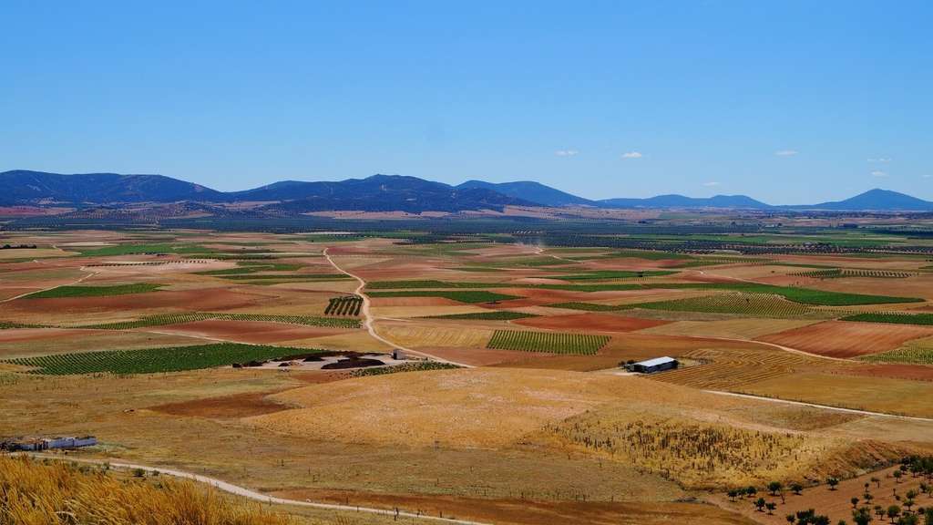 Campo parcelas cultivos fincas (Foto MAPA)