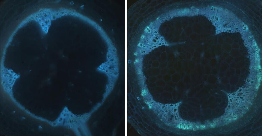 Tomate resistente maechitez bacteriana (Foto CRAG CSIC)