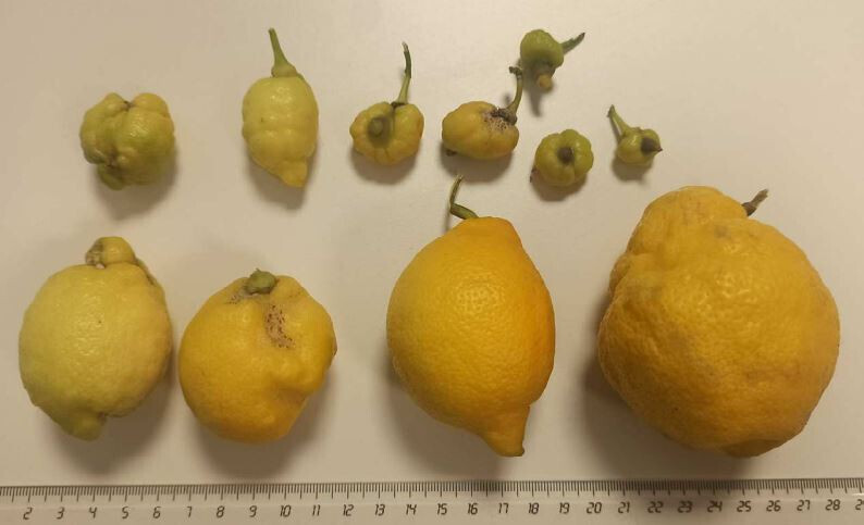Dau00f1os cotonet limonero Murcia (Foto Servicio Sanidad Vegetal CARM)