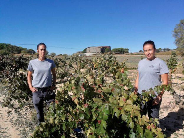 Hallazgo de cepas de Benedicto (Foto CAIR Ribera del Duero)
