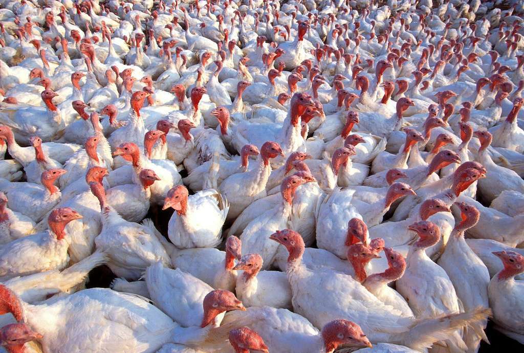 Granja de pavos (Foto Pixby)