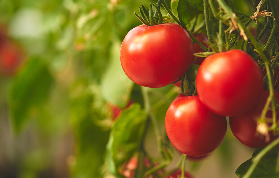 Tomate investigación menor riego (Foto Universidad de Sevilla)