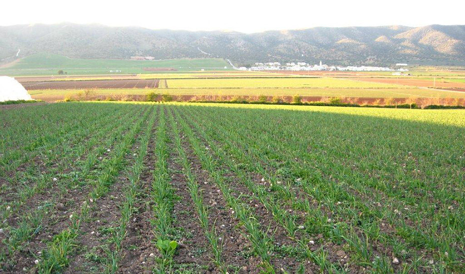 Explotación especializada en producción ecológica (Foto Junta de Andalucía)