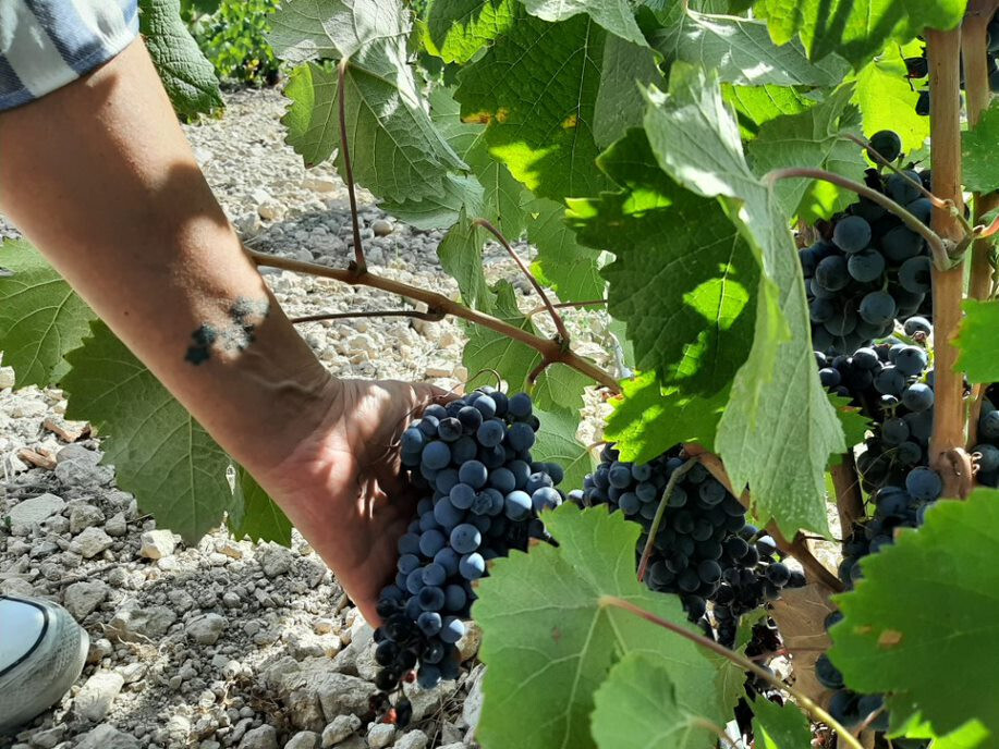 Vendimia Manos (Foto CRDOP Jumilla)