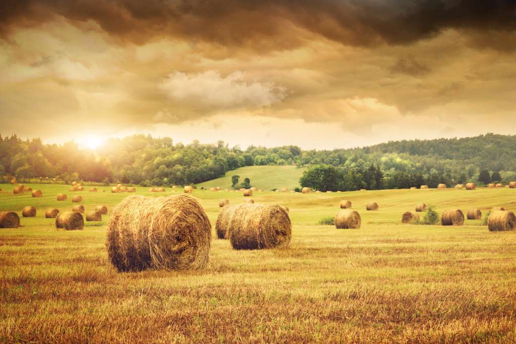 Campo pacas paja cereal pienso ganado (Foto MAPA)