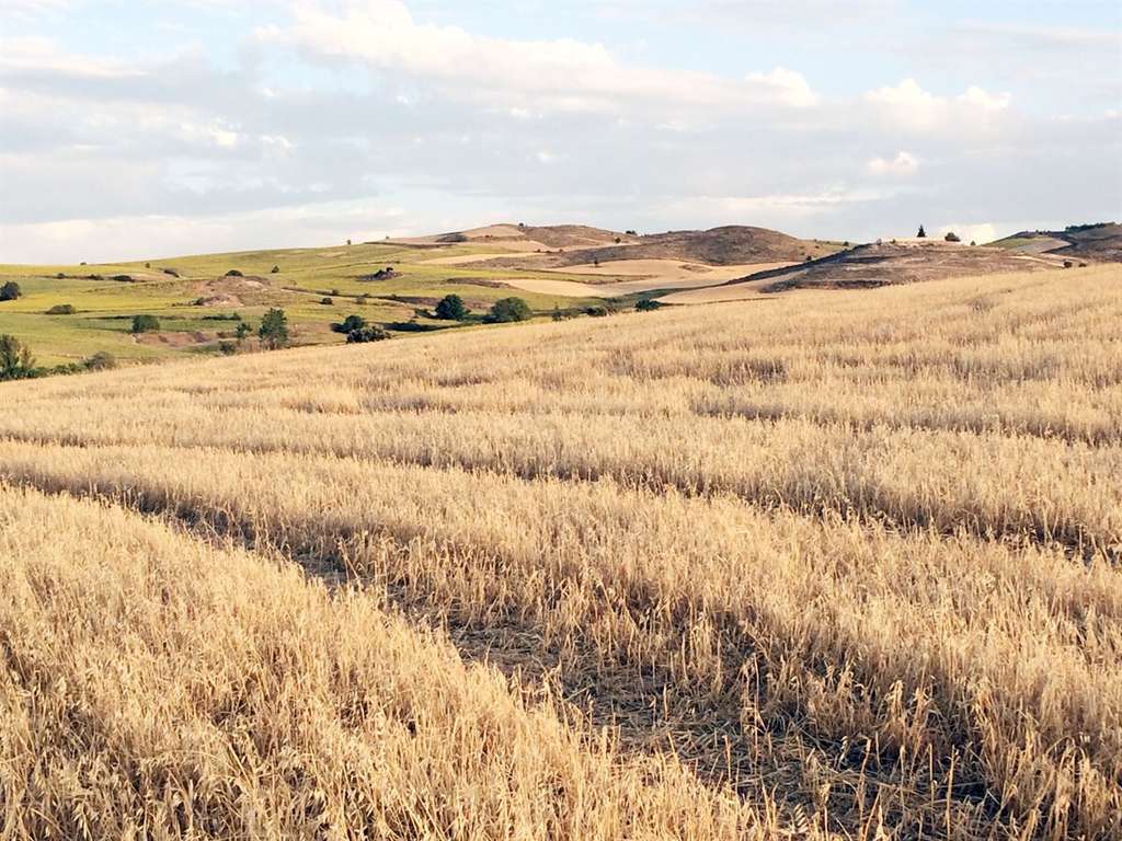 Cosecha cereal cultivo campo (Asaja Cuenca)