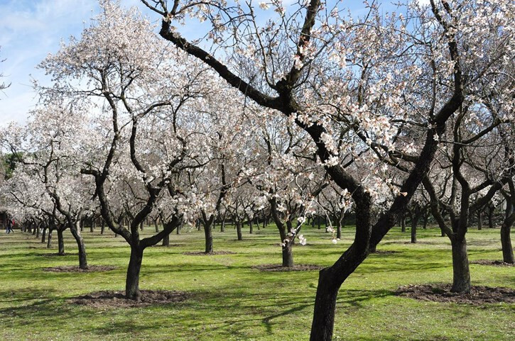 Almendros en flor (Foto Unión de Uniones)
