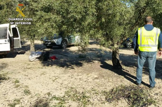 Sustracciu00f3n aceitunas (Foto Guardia Civil)