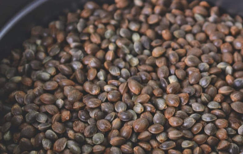 Semillas marihuana sensoryseeds