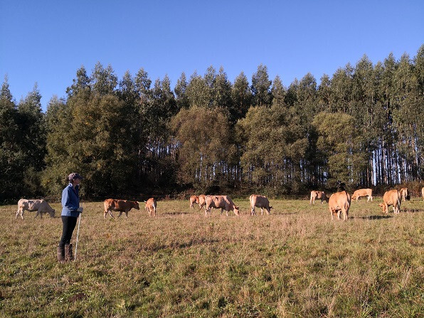 Rebau00f1o Ternera Gallega Suprema Pastor (Foto IXP Terrnera Gallega Suprema)