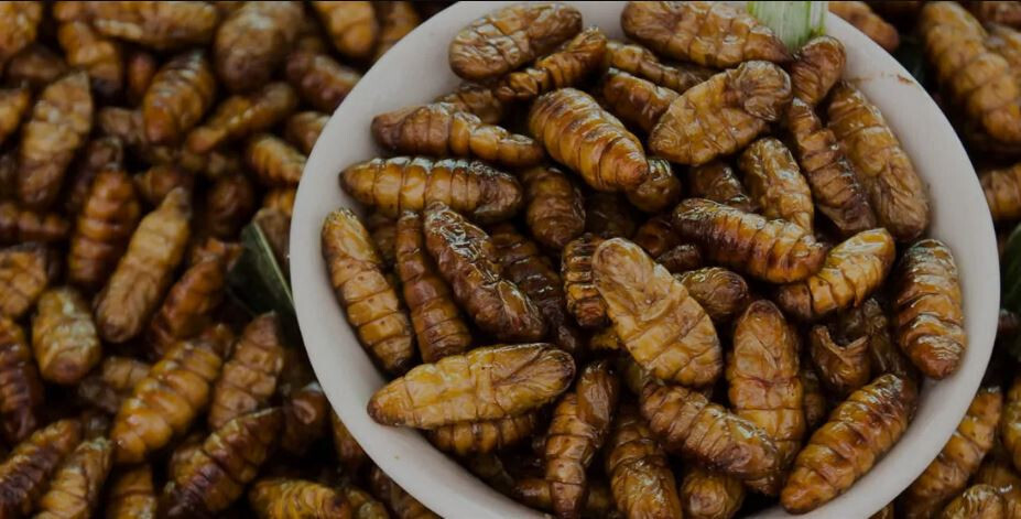 Insectos Alimentación (Foto Ainia)